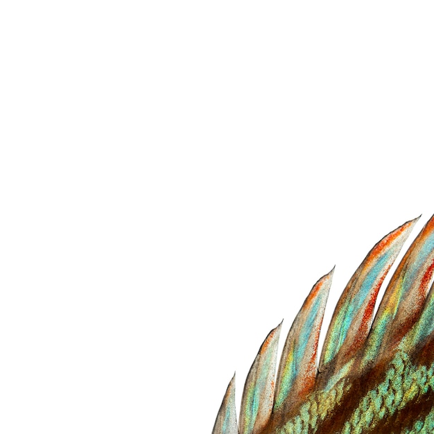 Foto primer plano de una aleta dorsal de disco de piel de serpiente azul, symphysodon aequifasciatus, aislado en blanco