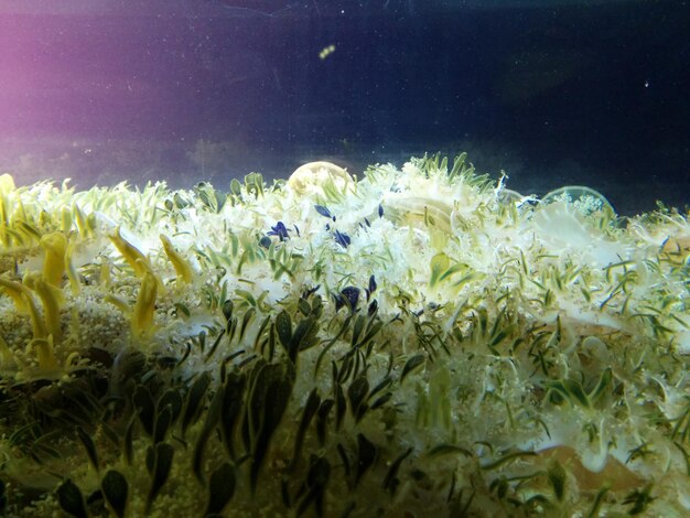 Primer plano de las algas marinas en el acuario