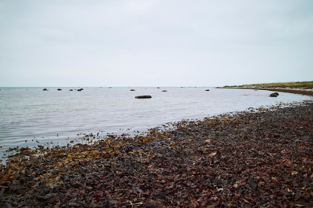 Primer plano de algas rojas tendido en la arena de la playa