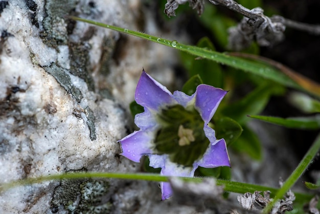 Primer plano de algunas flores en un jardín durante el día