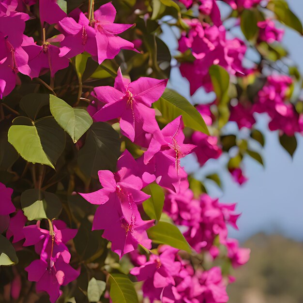 Foto un primer plano de algunas flores púrpuras con la palabra im a