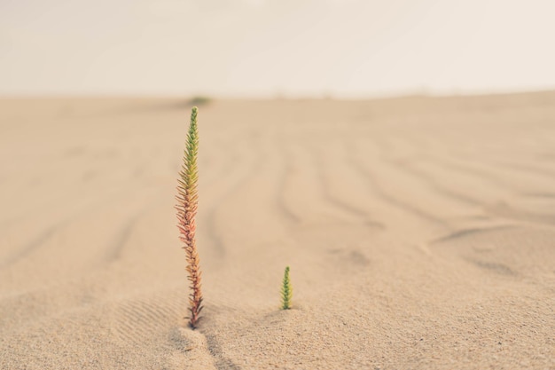 Primer plano de algunas plantas pequeñas que nacen en medio del atardecer