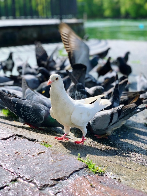 Foto primer plano de la alimentación de las palomas