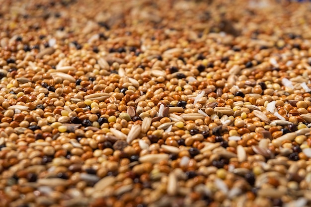 Primer plano de un alimento para el Budgerigar Primer plano de alimento para las aves de grano