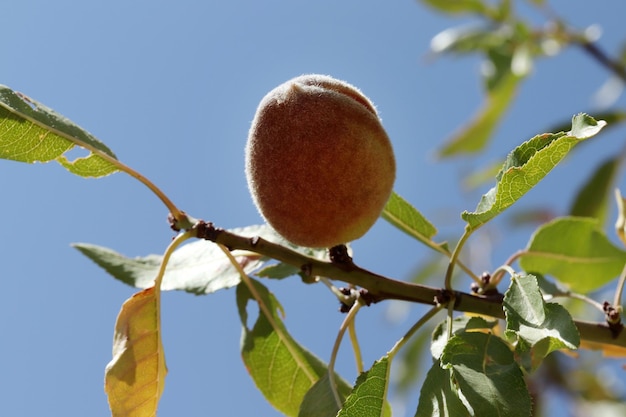 Primer plano de almendras en el huerto