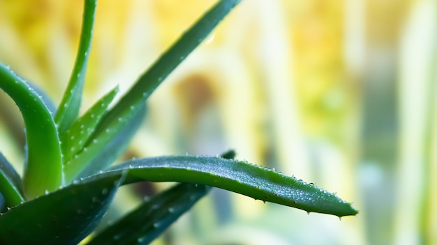 Primer plano de aloe vera verde fresco