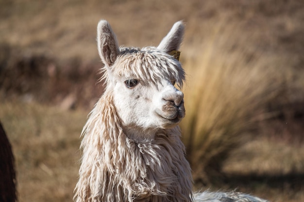 Un primer plano de la alpaca