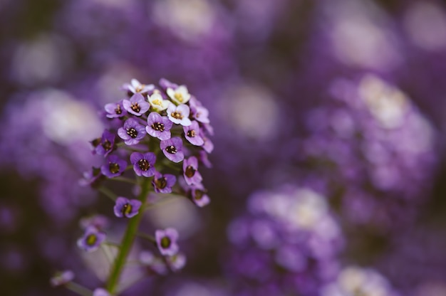 Primer plano de alyssum púrpura