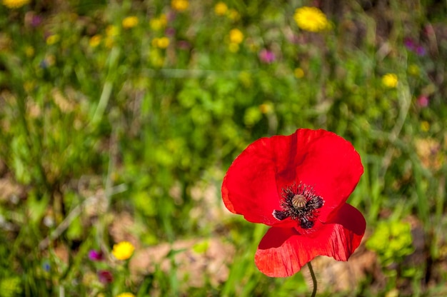 Primer plano de una amapola en un prado