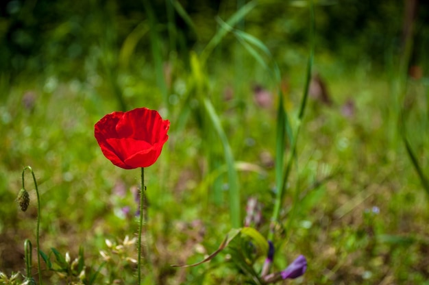 Primer plano de amapola en primavera