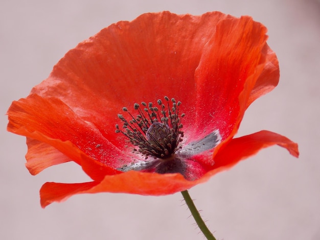 Foto primer plano de la amapola roja contra un fondo naranja