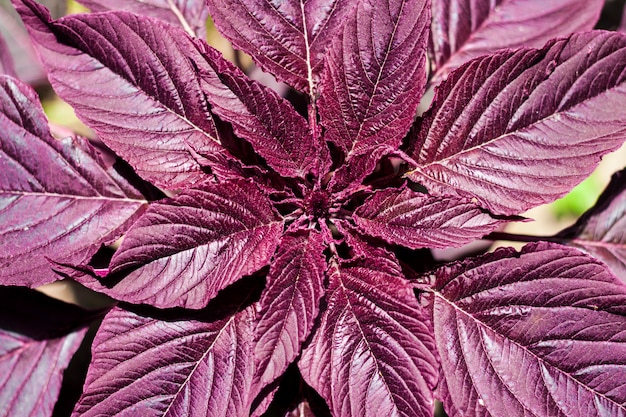 Primer plano de amaranto rojo (Amaranthus cruentus)