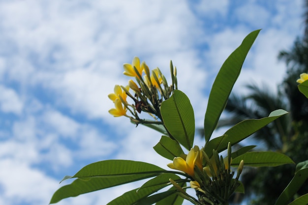 Primer plano, de, amarillo, frangipani, flores