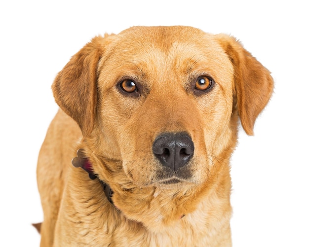 primer plano, amarillo, labrador retriever, mestizo, perro