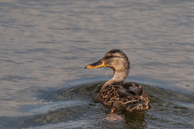 Primer plano de un ánade real o pato salvaje Anas platyrhynchos.