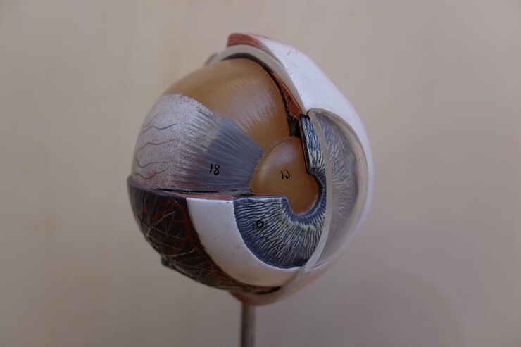 Foto primer plano de la anatomía del globo ocular contra la pared beige