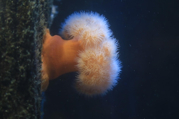 Un primer plano de la anémona de mar en un acuario