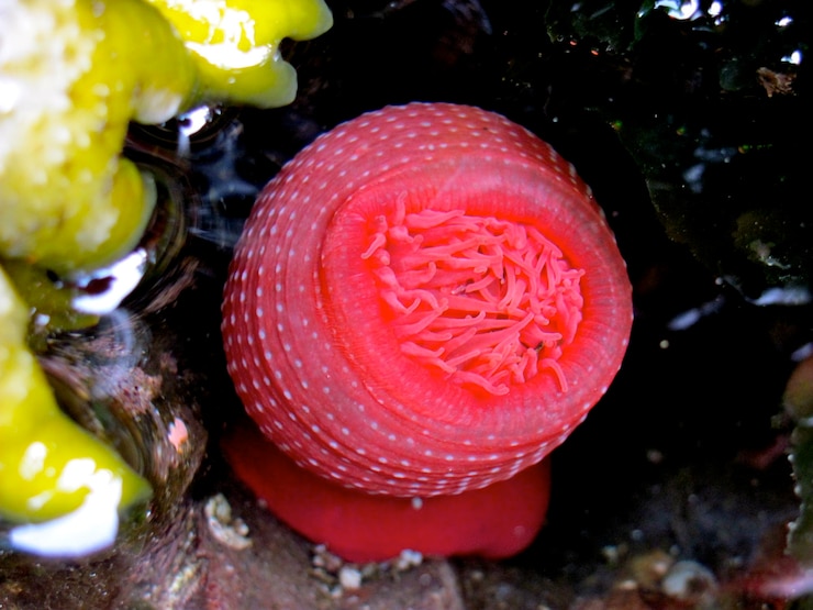 Foto un primer plano de la anémona de mar rosada bajo el mar