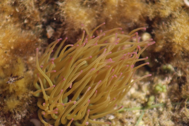 Un primer plano de la anémona marina bajo el agua