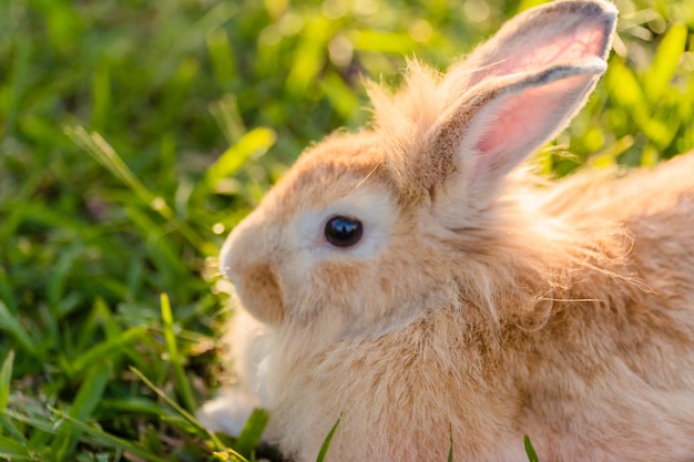Primer plano en ángulo alto de un conejo en un campo de hierba