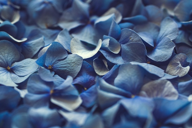 Primer plano de ángulo alto de hermosas flores pequeñas con pétalos azules