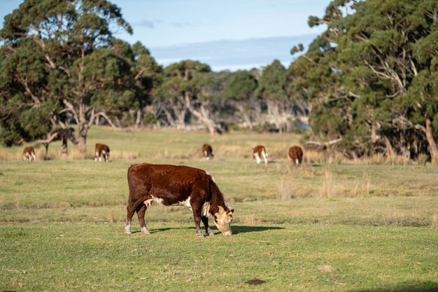 Un primer plano de Angus y Hereford vacas comiendo pasto largo en Australia en primavera