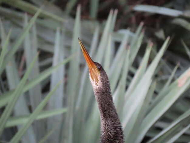 Foto primer plano de una anhinga