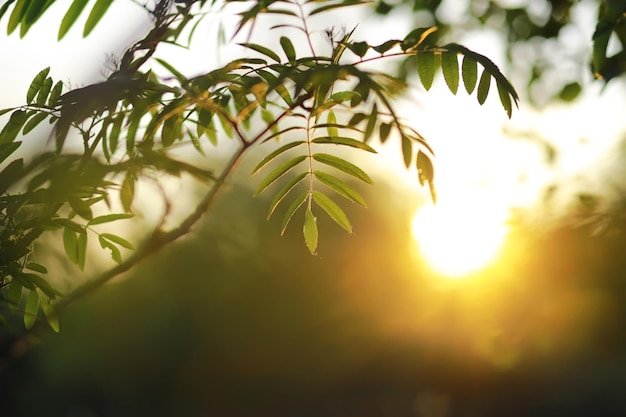 Primer plano animado de hojas de primavera con retroiluminación vibrante del sol poniente