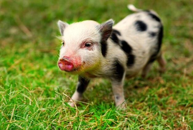 Foto primer plano de un animal en el campo