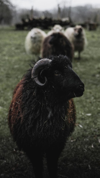 Primer plano de un animal en el campo