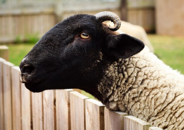 Foto primer plano de un animal que mira hacia otro lado