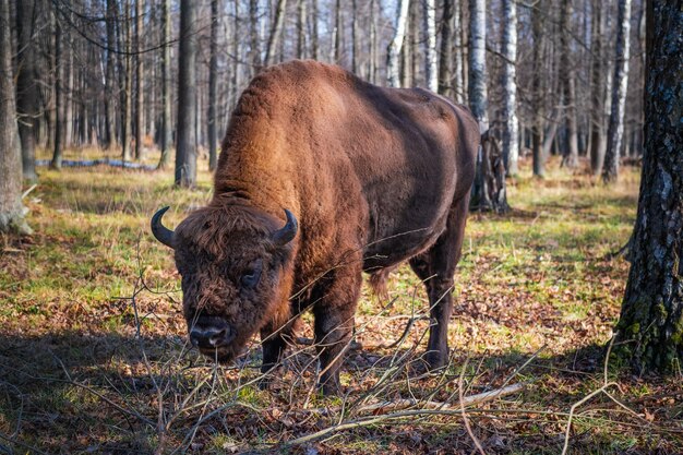 Foto primer plano de un animal