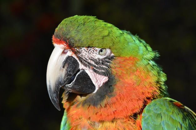 Foto un primer plano de un animal