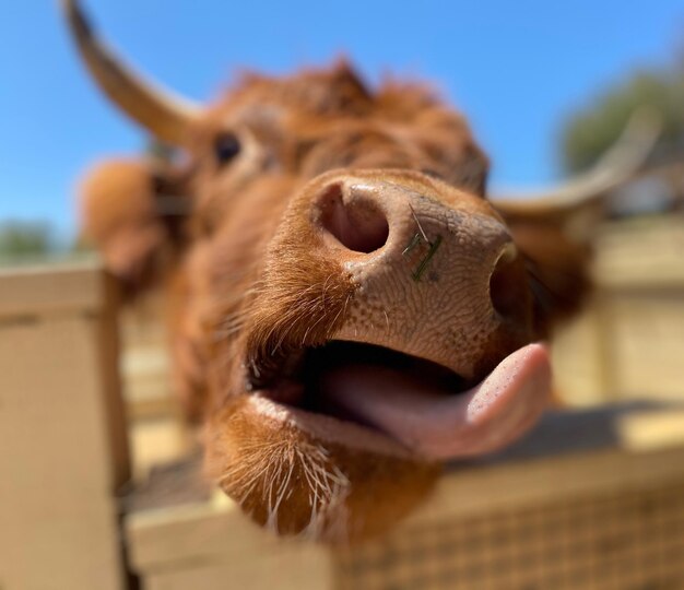 Foto primer plano de un animal