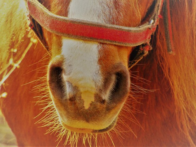 Foto primer plano de un animal