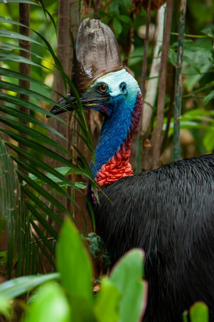 Un primer plano de la antigua cara de pájaro casuario en Queensland, Australia