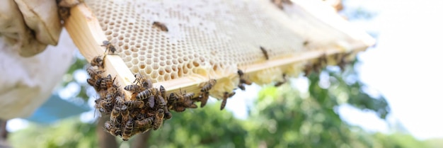 Primer plano de apicultor en un traje protector con marco de miel con abejas apicultura colmenar ecológico