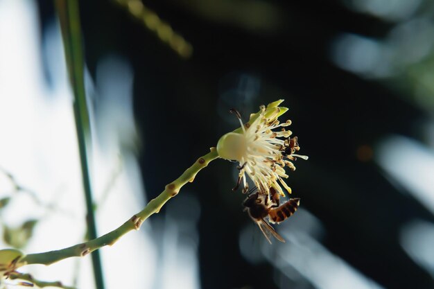 Un primer plano de la apis florea en una flor de palma