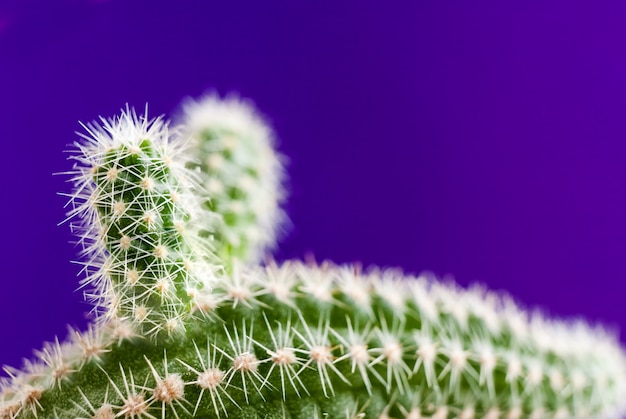 Primer plano aporocactus verde sobre fondo violeta de moda con espacio de copia.