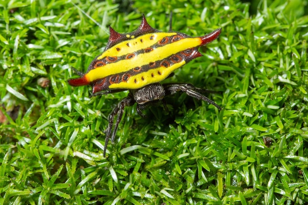 Foto primer plano de una araña en el césped