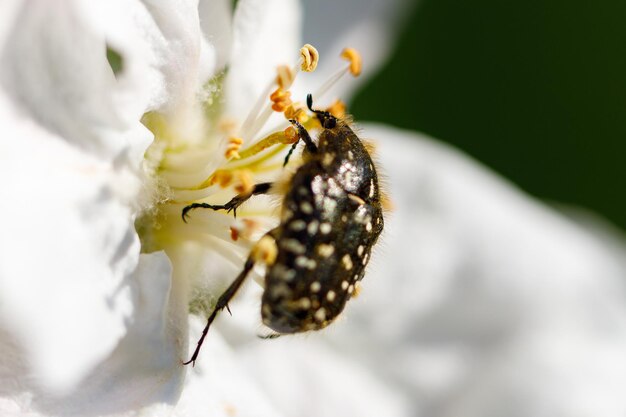 Foto primer plano de una araña en una flor blanca