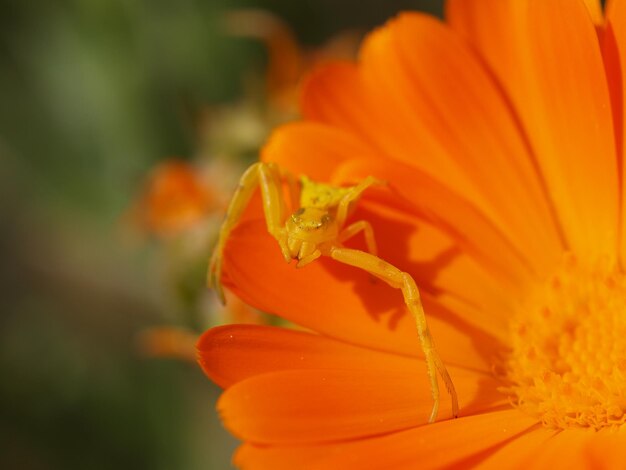 Foto primer plano de una araña en una flor de naranja