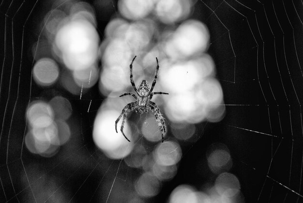 Foto primer plano de una araña en una fruta