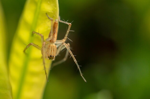 Foto un primer plano de una araña en una hoja verde