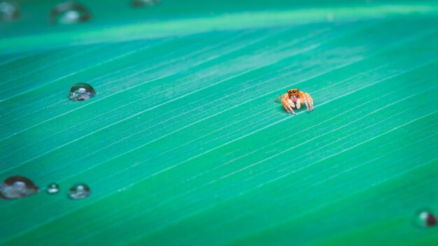 Foto primer plano de una araña en una hoja