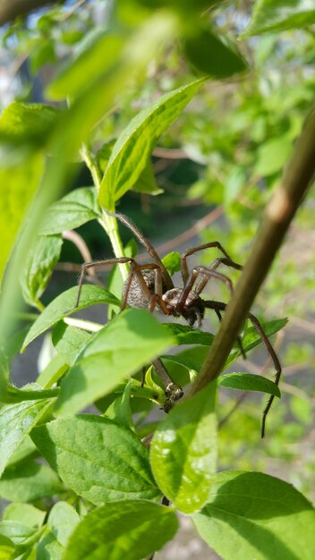 Primer plano de una araña en una hoja