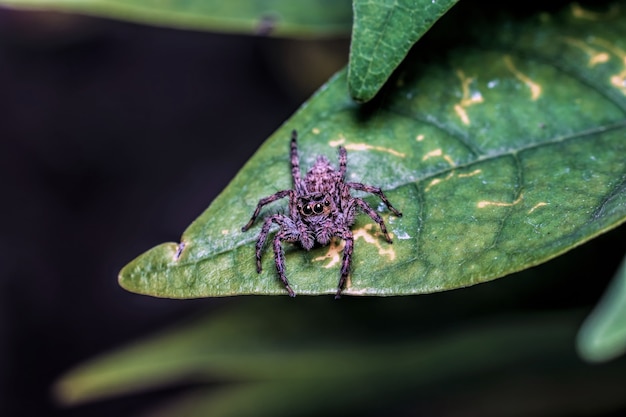 Primer plano, de, araña, en, un, hoja