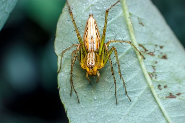 Primer plano, de, un, araña, en, un, hoja