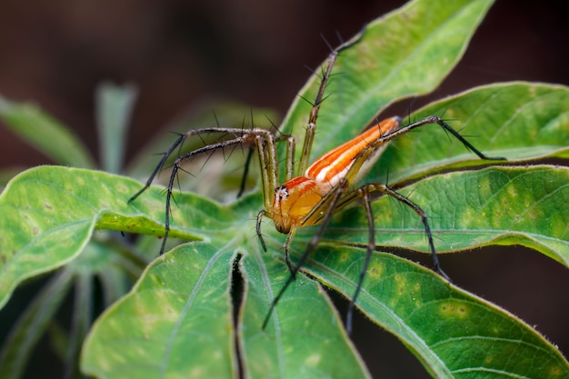 Primer plano, de, un, araña, en, un, hoja