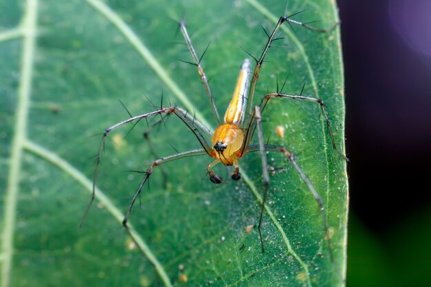 Primer plano, de, un, araña, en, un, hoja